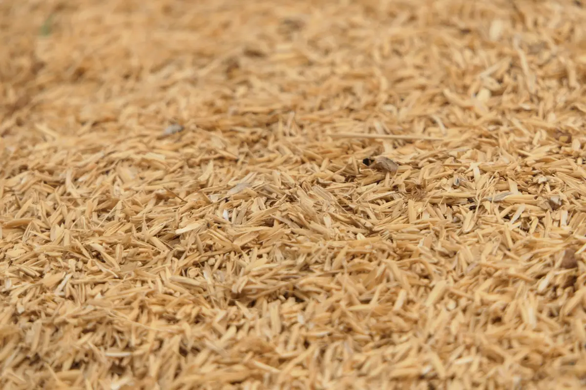 A heap of golden rice husk